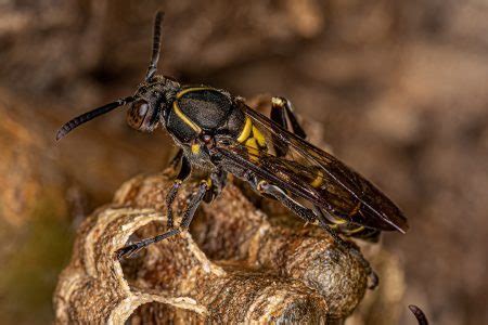 Vespa De Papel De Cintura Longa Adulta Do G Nero Mischocyttarus