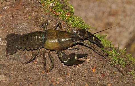 8 Honest Difference Between Crayfish and Lobster with Similarities ...