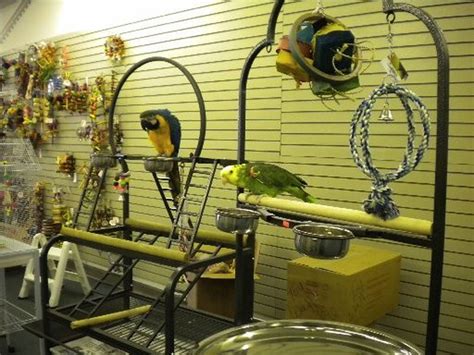 Exotic bird store and boarding facility Wings and Things to move Friday ...