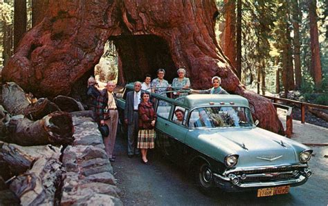 Drive thru redwood tree in california - smartersar