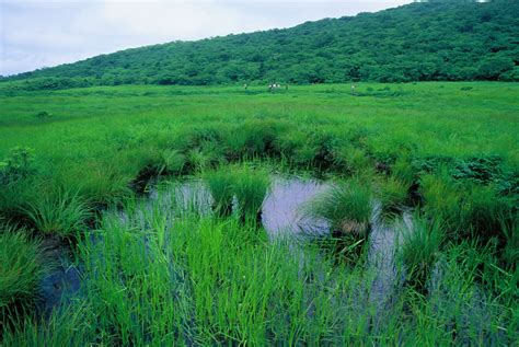 Yongneup Marsh Of Daeamsan Mountain Gangwon Peace Area National