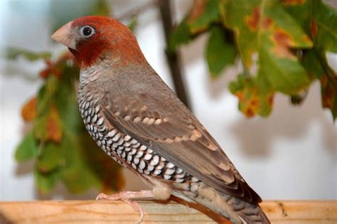 Red-headed Finch Facts, Care as Pets, Pictures