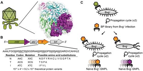 A Bordetella Phage Expresses Six Distal Tail Fibers With The Mtd