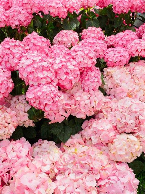 Pink hydrangea – Artofit