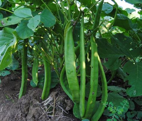 Cara Budidaya Kacang Koro Pedang