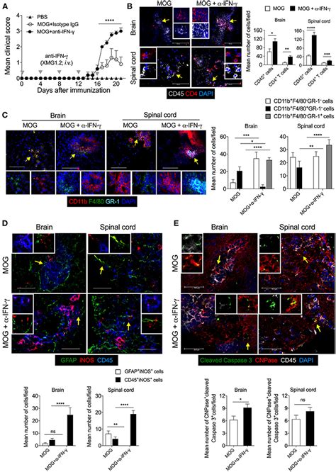 Frontiers The Inos Activity During An Immune Response Controls The