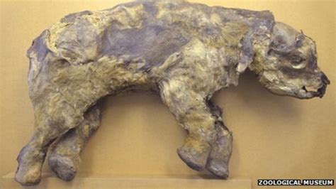 Frozen Baby Woolly Mammoth In Manchester Museum Exhibition Bbc News