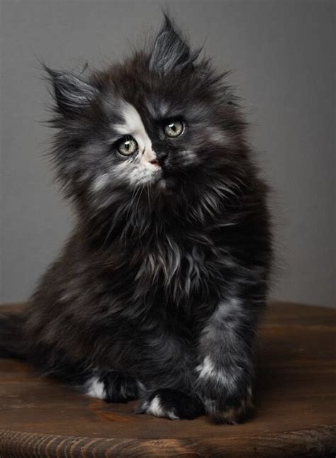 The Most Beautiful Cat Breeds America S Top 10 Most Popular Cat Breeds