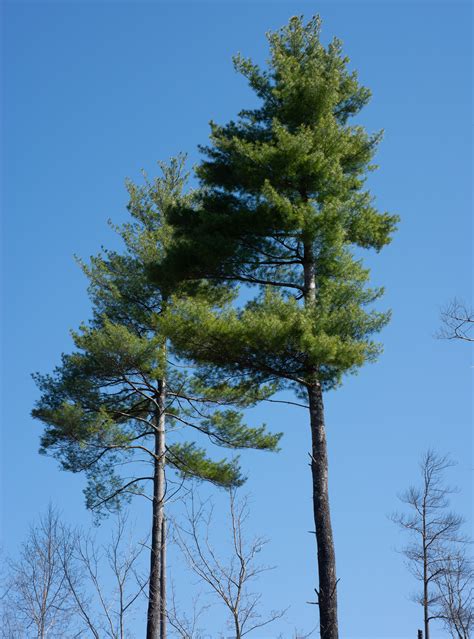 Pinus strobus (Eastern white pine)