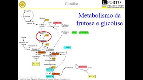 Glicólise E Metabolismo Da Frutose Youtube