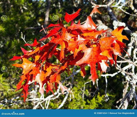 Texas Red Oak Leaves