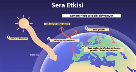 Küresel ısınma ne sonucunda oluşur Soru Cevap Evrim Ağacı