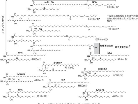 Roles Of Epidermal Lipids In Barrier Formation Semantic Scholar