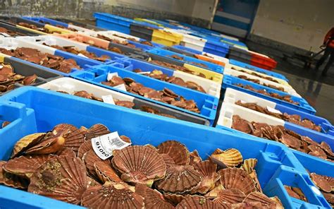 Aux Glénan la campagne de pêche à la Saint Jacques de nouveau annulée