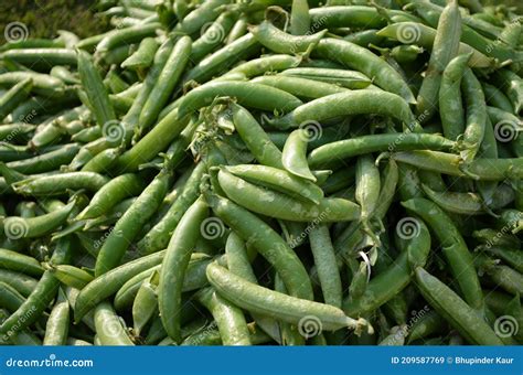 Fresh Green Peas The Pea Is Most Commonly The Small Spherical Seed Or