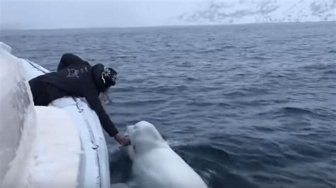 Beluga Whale Playing Fetch In Viral Video Could Be A Defecting Russian Spy