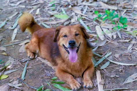 Golden Retriever Corgi Mix: Fun Facts About This Unique Crossbreed