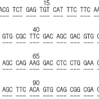 Alignment Of The Exon Sequence Of The Hladrb Allele