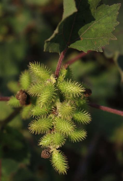 Rough Cocklebur Proctor Lake Whap Guide Inaturalist