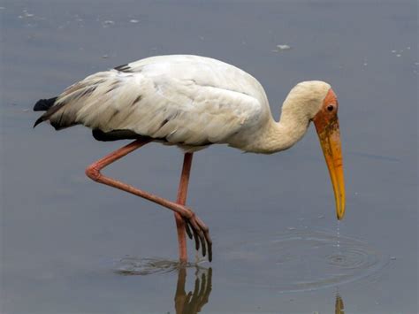 Burung Bangau Burung Yang Memancing Dengan Unik