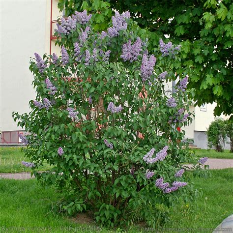 Syringa vulgaris lilak pospolity zobacz więcej see more Flickr