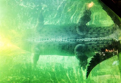 Crocodylus Porosus Maximo The Saltwater Crocodile From Flickr