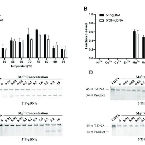 Effects Of Temperatures And Divalent Cations On TtdAgo Activity A