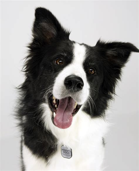 Border Collie Dog Breed Information Noahs Dogs