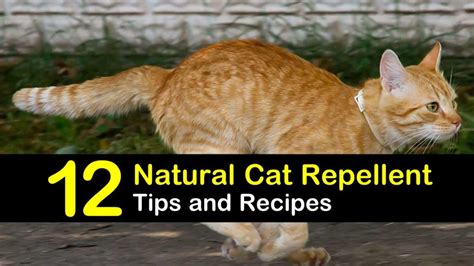 Keeping Cats Away - 12 Natural Cat Repellent Tips and Recipes