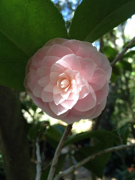 Pink Camellia - Photorator