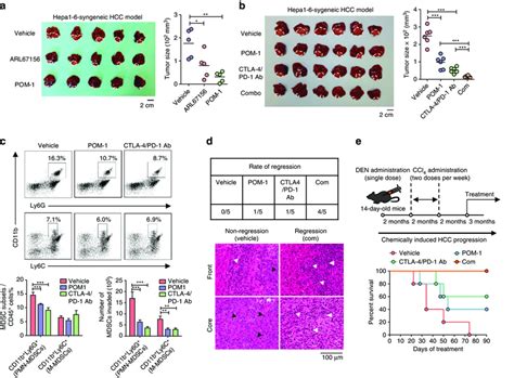 Combined Treatment With Entpd Inhibitor And Anti Pd Anti Ctla