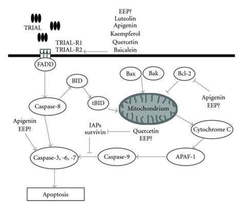 The Molecular Targets Of Flavonoids In Trail Apoptosis Pathway And The