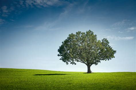 29200 Single Tree Stock Photos Pictures And Royalty Free Images Istock