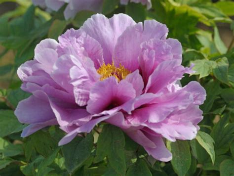 Shimane Chojuraku Tree Peony (fall availability) - Halifax Perennials