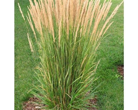 Karl Foerster Grass Calamagrostis Acutiflora Live Potted Plants Quart