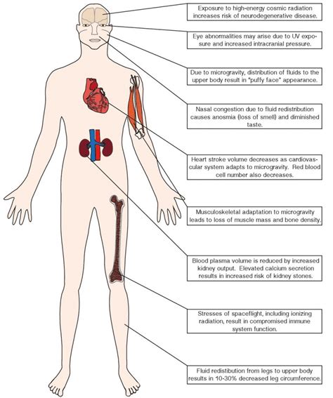 The human body in space: Distinguishing fact from fiction - Science in ...