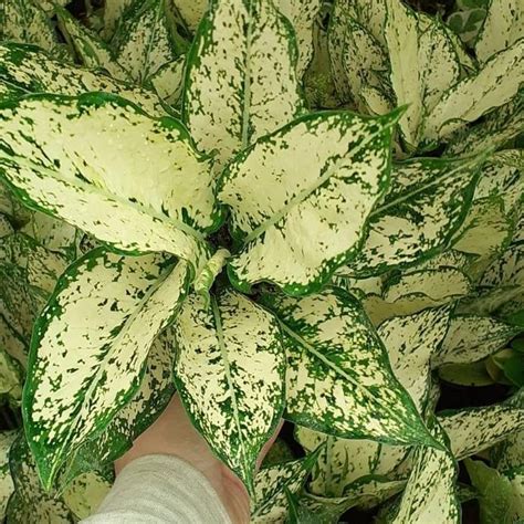 Jual Aglonema Snow White Tanaman Hias Aglaonema Snow White Remaja 4 5