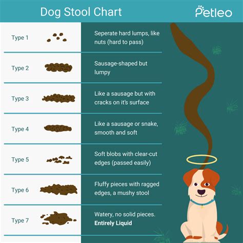 Why Do Dogs Have Soft Poop