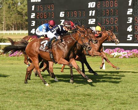 Deep Fields as Racing Resumes at Tampa Bay Downs - BloodHorse