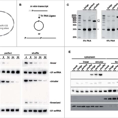 Circular Mirna 122 Rna Sponges Affect Hcv Translation A Schematic Of