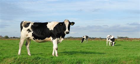 Productivité laitière et émissions de gaz à effet de serre délevages