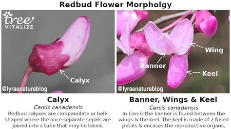 18 Different Types of Redbud Trees & Identifying Features