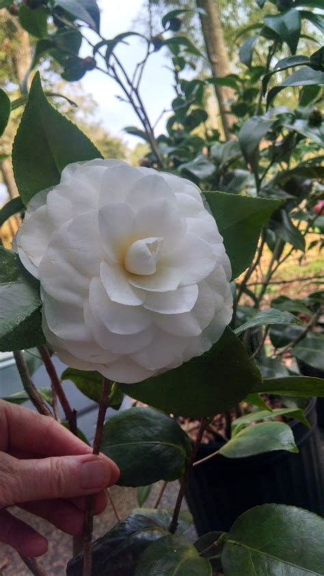 Camellia Heaven Flowers Tallahassee FL Tallahassee S Best Supplier Of