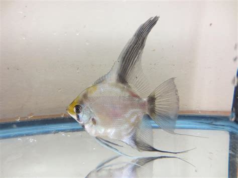 FS: Angelfish proven breeding pairs | British Columbia Aquarium Forums