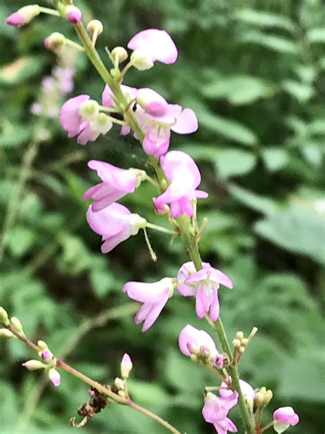 leaf color wisconsin 14