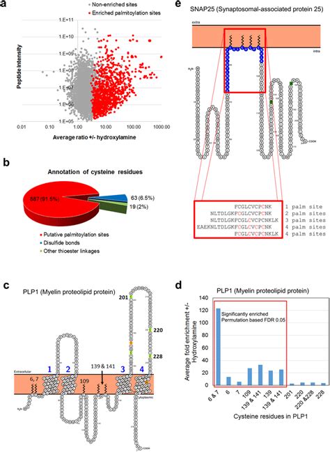 Identification Of Palmitoylation Sites By Analysis Of Peptide