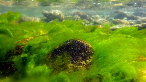 Baikal El Lago M S Profundo Del Mundo Est En Peligro