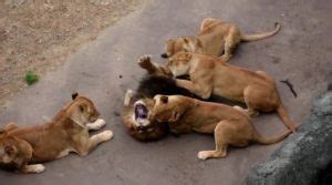 【可哀想】多摩動物公園の雄ライオンが、雌ライオンに集団で襲われるトラブル！傷だらけの痛ましい姿に、心配の声相次ぐ！ │ ゆるねとにゅーす