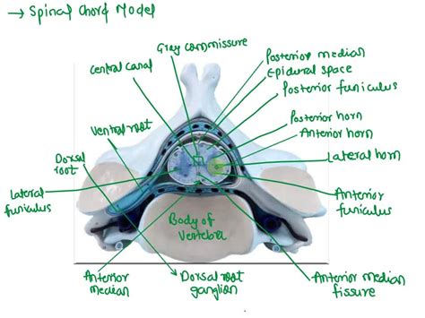 SOLVED: The vertebra prominens, the easily palpated spinous process of ...