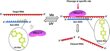 Azobenzene Modified Antisense Oligonucleotides For Site Specific